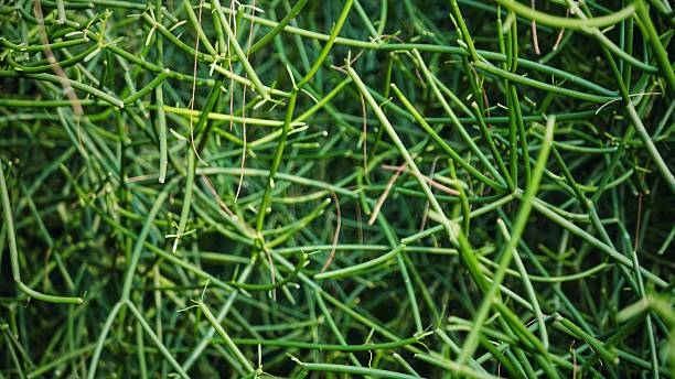 istock Tangled green stems create a wild, sculptural pattern. Close-up shots reveal a dense web of slender branches, rich textures and fresh shades of emerald. 2230792179