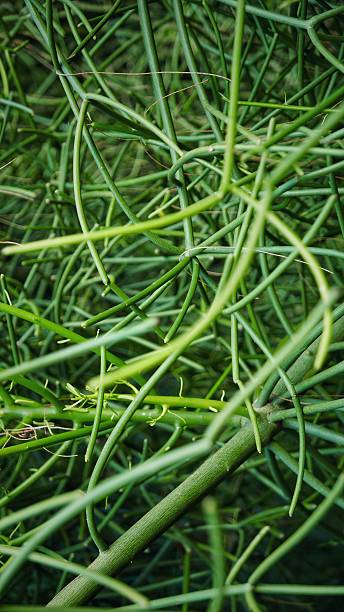 istock Tangled green stems create a wild, sculptural pattern. Close-up shots reveal a dense web of slender branches, rich textures and fresh shades of emerald. 2230792181