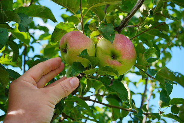 istock A person extends their hand toward two ripe apples hanging from a tree branch in a sunlit orchard, surrounded by vibrant green leaves and blue sky, indicating the harvest season 2230793239