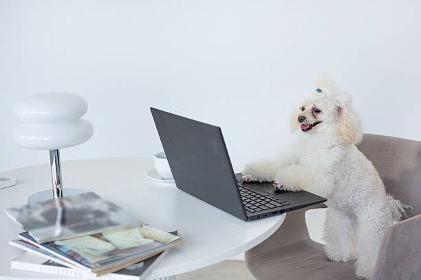 istock White cute miniature poodle working on laptop standing on soft chair on white background 2230795632