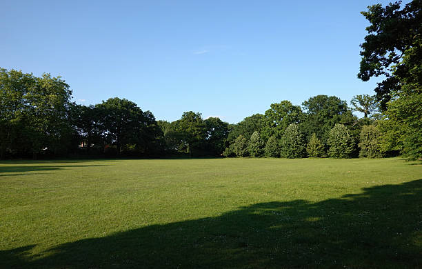 A green grass field in a park bordered by trees under a blue sky with no people on a bright summer's day.