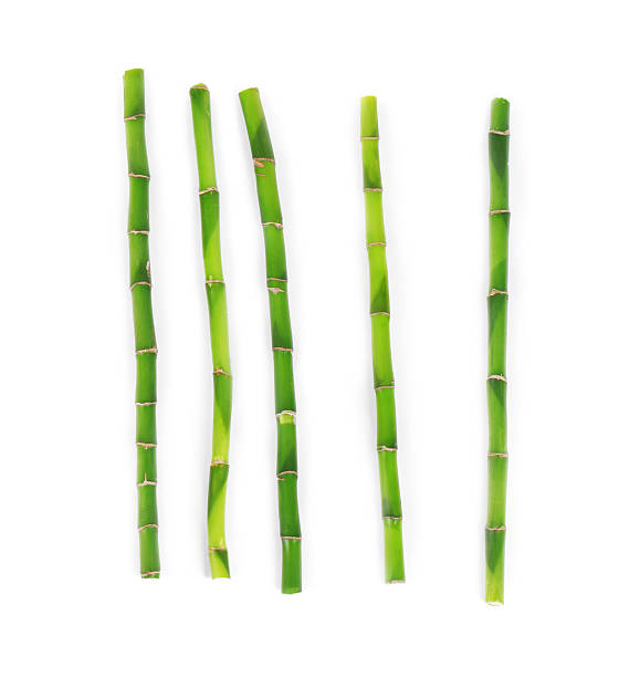 Cane Bamboo close up