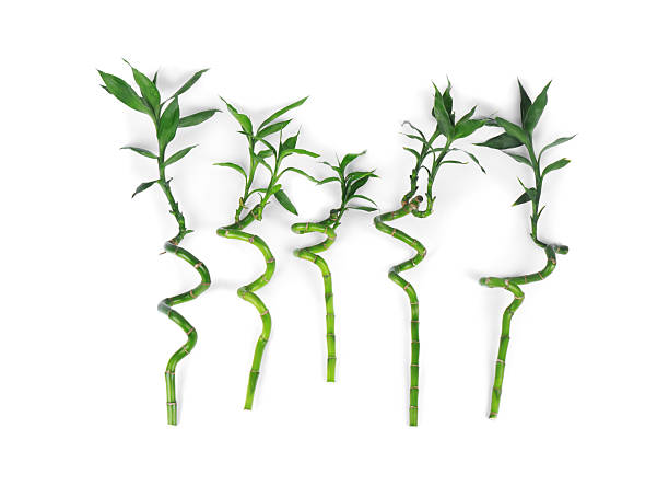 istock Stems of decorative bamboo plant isolated on white, top view 2230796787