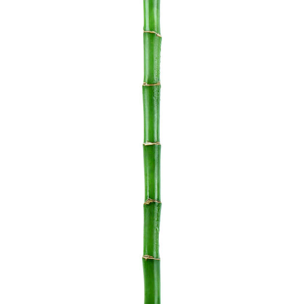 Bamboo branches