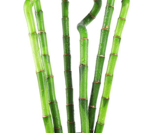 istock Stems of decorative bamboo plant isolated on white 2230796802