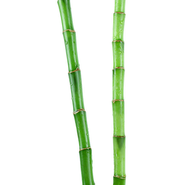istock Stems of decorative bamboo plant isolated on white 2230796852
