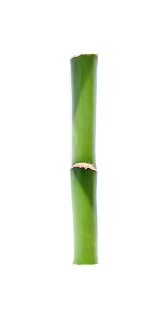 istock Piece of decorative bamboo plant isolated on white, top view 2230796861