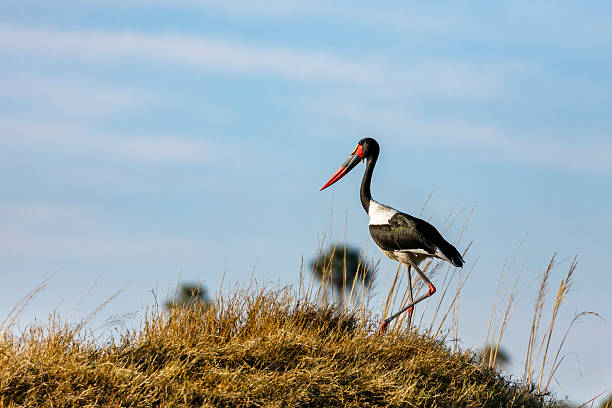 A saddle-billed stork (Ephippiorhynchus senegalensis) displays its striking black, white, and red plumage while walking in grassy terrain in the Okavango Delta, Botswana, under blue skies.