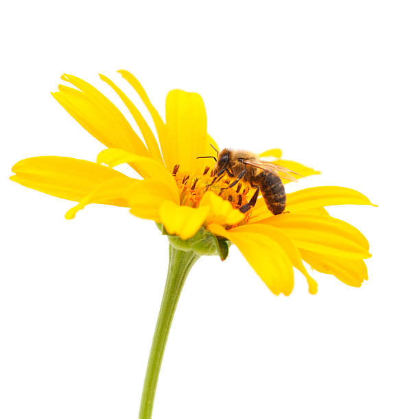 istock Bee on a flower isolated on a white background 2230798090