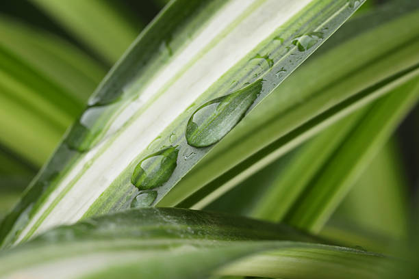 Plant with water drops on leaf against blurred background, macro view