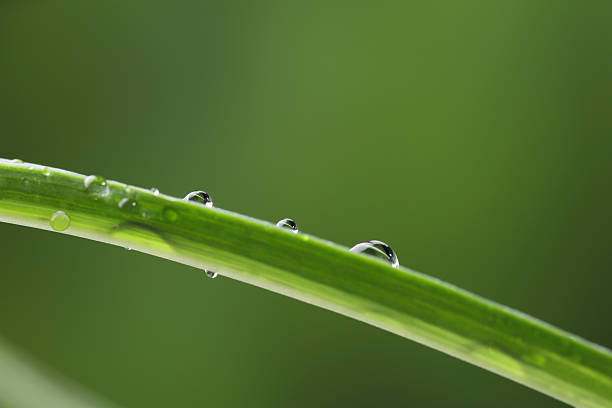 Plant with water drops on leaf against blurred background, macro view