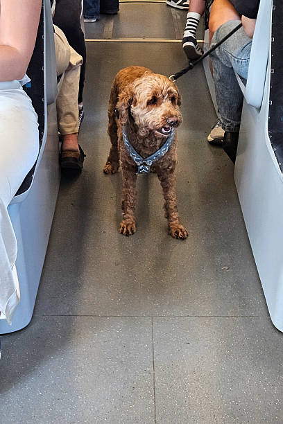 istock Curly Dog Traveling on Public Transport 2230800266