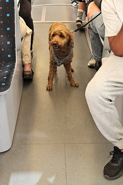 istock Curly Dog Traveling on Public Transport 2230800269