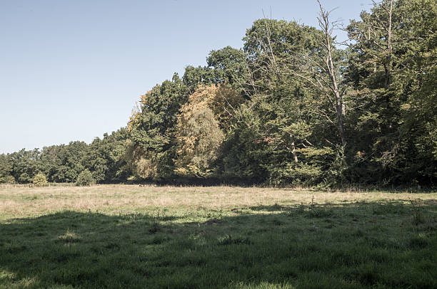 istock Lush green meadow bordered by forest in early autumn 2230800577