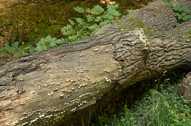 Fallen tree trunk lying on the forest floor, covered with mushrooms and moss, creating a natural habitat