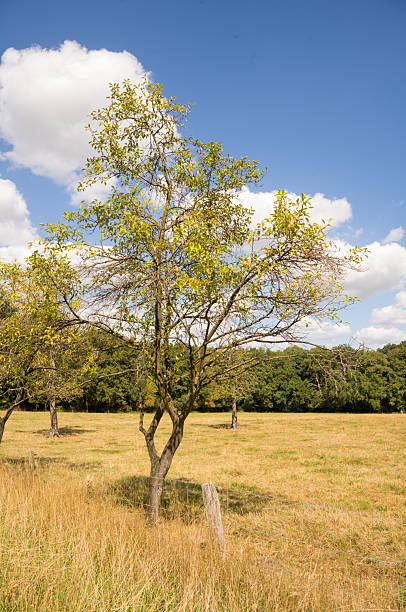 istock Apple tree growing in dry meadow under cloudy sky during summer day 2230800615