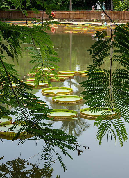 A serene and lush scene featuring the large, platter-like leaves of the Victoria Amazonica, also known as the giant water lily. The massive lily pads float on the calm surface of a pond, surrounded by lush green foliage and reflected in the water. In the background, a wooden walkway with people enjoying the view adds a sense of scale and human interaction with nature. This image captures the unique beauty and tranquility of this impressive aquatic plant