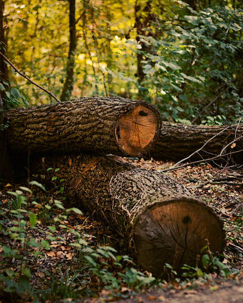 Cut tree logs in a forest. Representing devastation of the environment