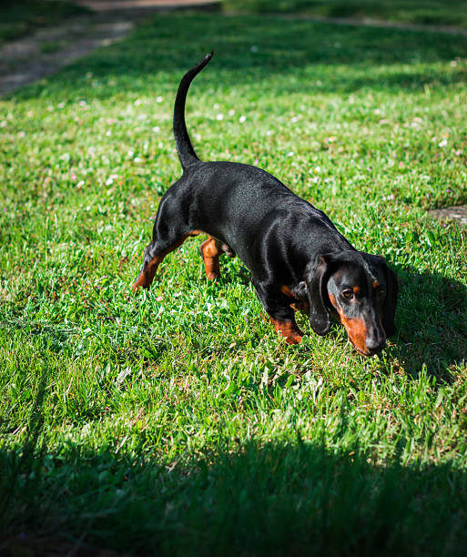 Dachshund dog walking on grass