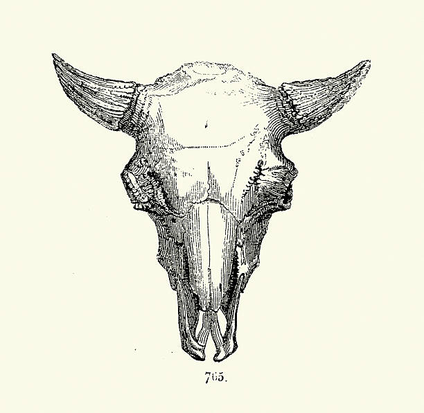 Cattle skull, horns, animals, Wildlife, 19th Century Victorian vintage illustration