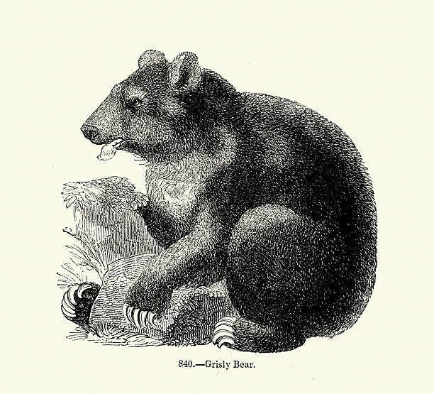 Grizzly bear, Wildlife, 19th Century Victorian vintage illustration