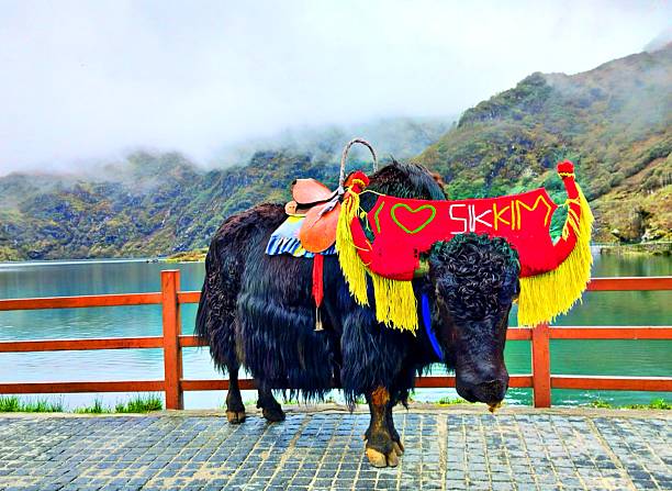 Tsomgo Lake, also known as Tsongmo Lake or Changu Lake, is a glacial lake in the East Sikkim district of the Indian state of Sikkim