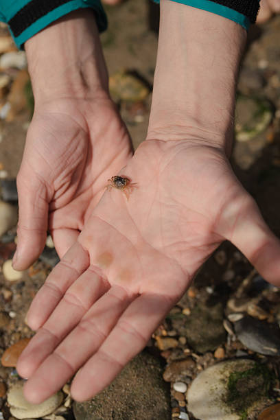 istock Small shore crab in hands on beach in England 2230805662