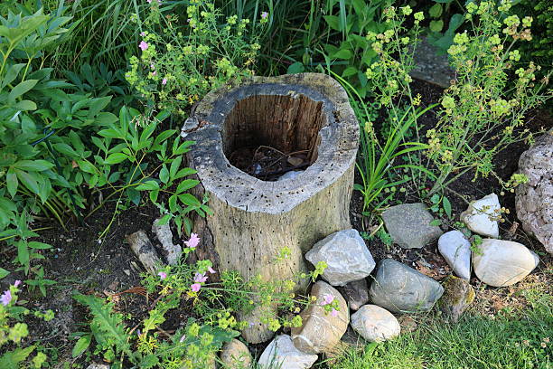 Hollow tree trunk was left standing as an ornament