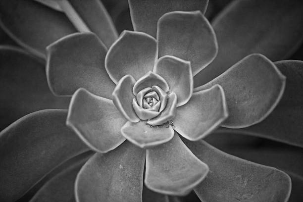 istock Monochrome Ghost Echeveria (Echeveria lilacina) 16573 2230809919