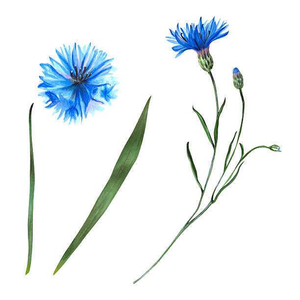 istock Cornflower watercolor set isolated on white. Hand-drawn illustration with blue petals, buds and green leaves. Detailed botanical clipart for floral design, packaging, textile, decorative projects 2230809967