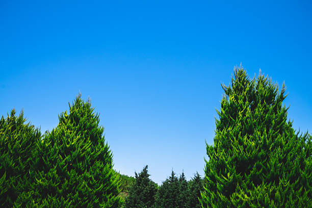 Vibrant green coniferous trees thrive under a pristine, clear blue sky, creating a picturesque natural landscape perfect for environmental or nature-themed projects