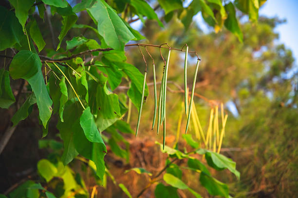 Northern catalpa tree branch displaying its characteristic long, bean-like seed pods hanging amongst vibrant green leaves, illuminated by natural sunlight filtering through the canopy