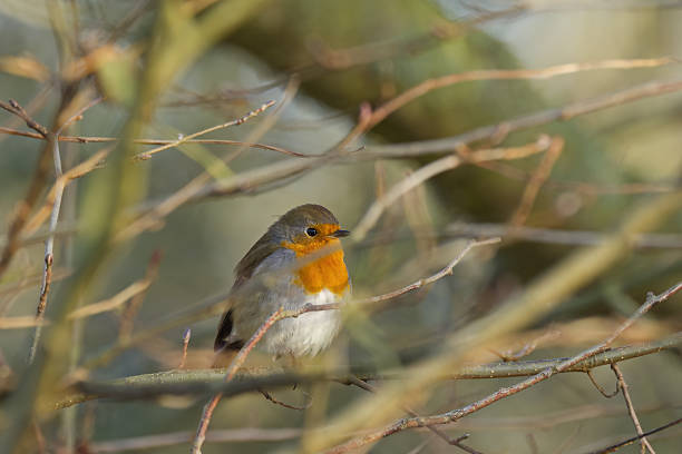istock Cute robin on a tree, robin on a branch, robin, songbird on a branch, sun shining on bird, Erithacus rubecula looking to the right, bokeh, branches in the background 2230812369