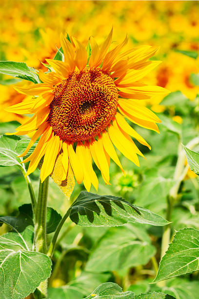 Portrait of sunflower at summer day close up, Provence France