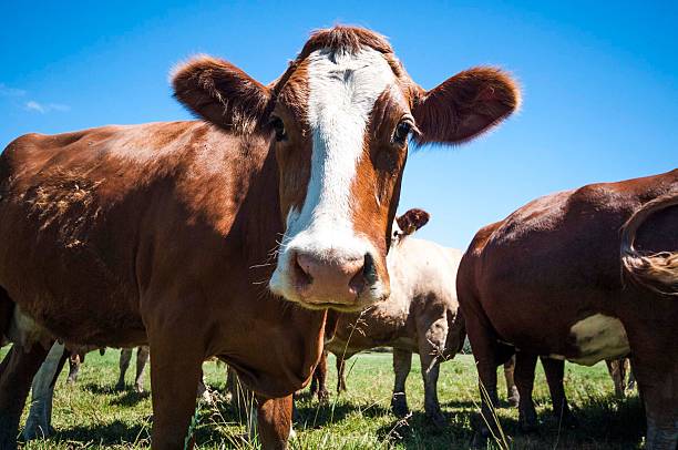 istock Close-up of a curious cow on a sunny day. 2230820780