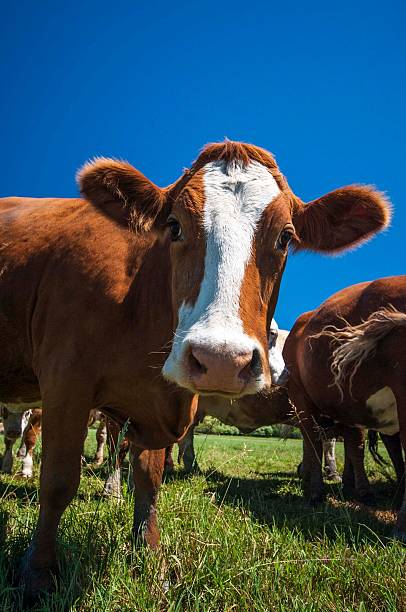 istock Cow grazing under a clear blue sky 2230820789