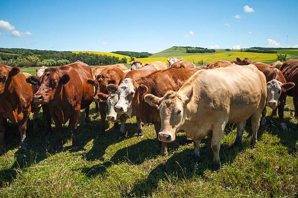 istock Cows Grazing in a Rural Field 2230820792