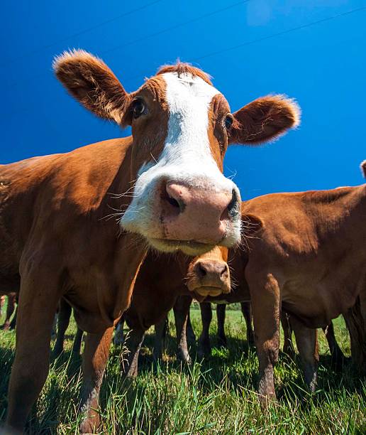 istock Curious Cow in a Green Field 2230820798