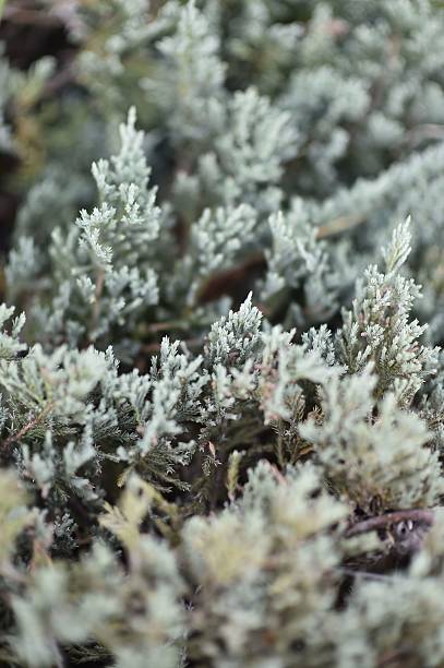 istock View of frosted evergreen branches. 2230820812
