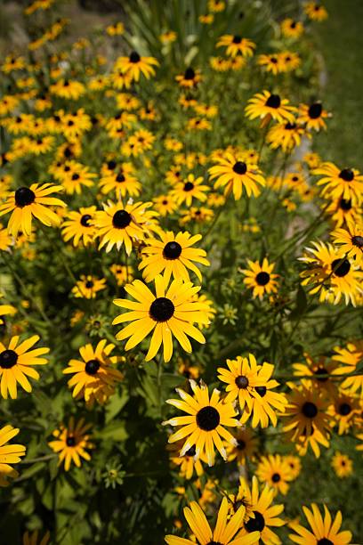 istock Vibrant yellow daisies bloom in a lush garden. 2230822882
