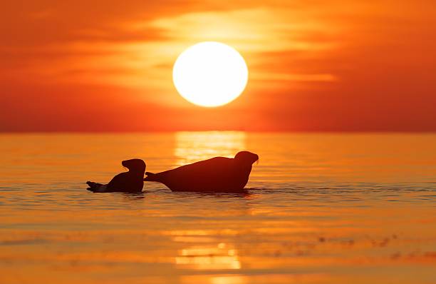 The silhouette of two seals swimming at sunset with a vibrant orange sky and sun reflection on the water.