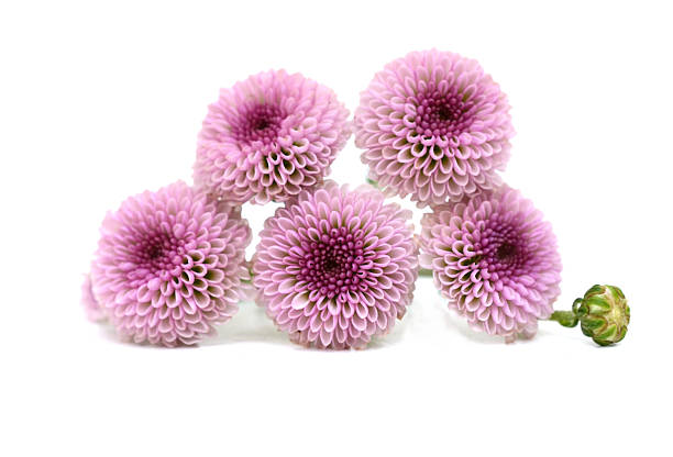 chrysanthemums beautiful flower on white, with clipping path