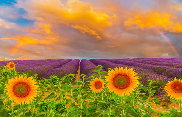 istock Sunflower and Lavender field 2230823813