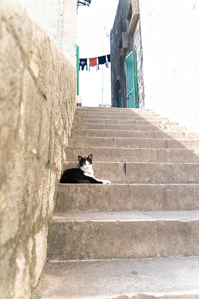 istock Black and White Cat Resting on Stone Stairs in Old Town 2230824081