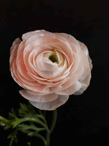 istock Flower pink ranunculus, buttercup 2230825740