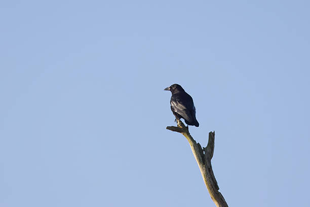 istock Crow on a bare tree, crow on a dead tree, bright blue sky, black raven on a high branch, dark bird blue sky, Corvus 2230826148