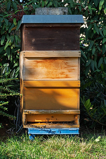 Home of a bee colony surrounded by greenery and plants, used for beekeeping and honey production
