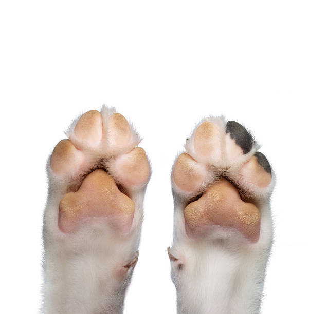 istock Close up puppy dog pets paws. Isolated on white background 2230832749