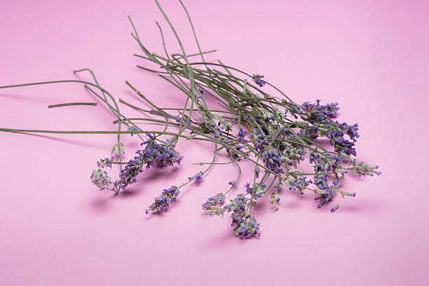 istock Lavender flower on a pink background. flowers on a pink background 2230833508