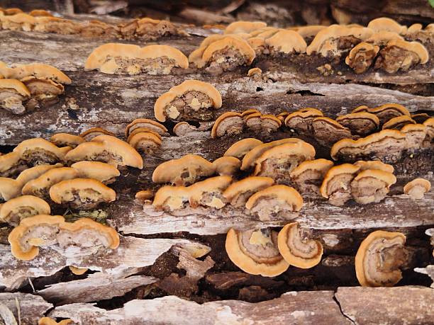 istock wood-decay fungus 2230833678